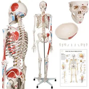 Produkt Jago 79222 JAGO Anatomie člověka kostra s detaily malby svalů, 181 cm