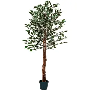 Produkt PLANTASIA 27406 Umělý strom rostlina - fíkus - 160 cm